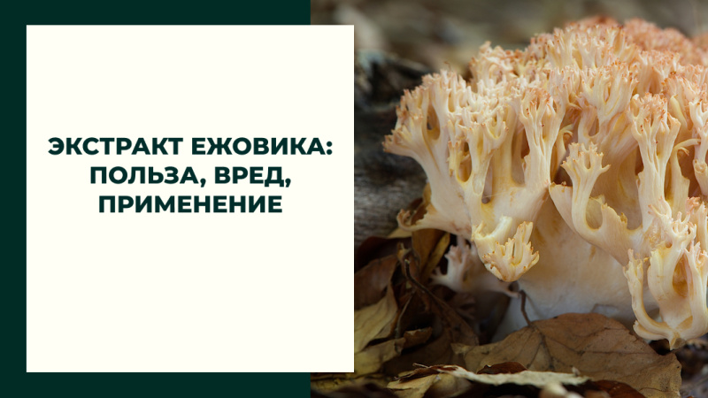 Экстракт ежовика: польза, вред, применение