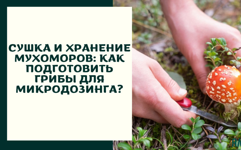 Сушка и хранение мухоморов: как подготовить грибы для микродозинга?