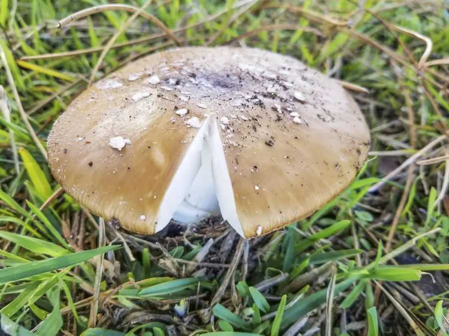 Мухомор пантерный - «Алатау»