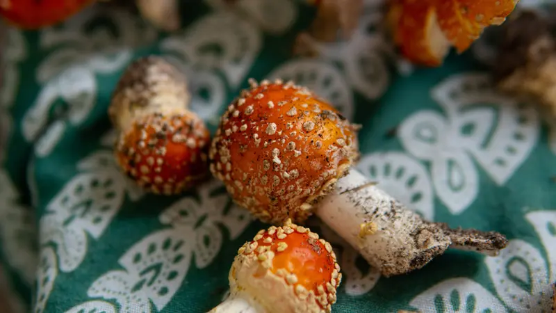 Плоды мухоморов