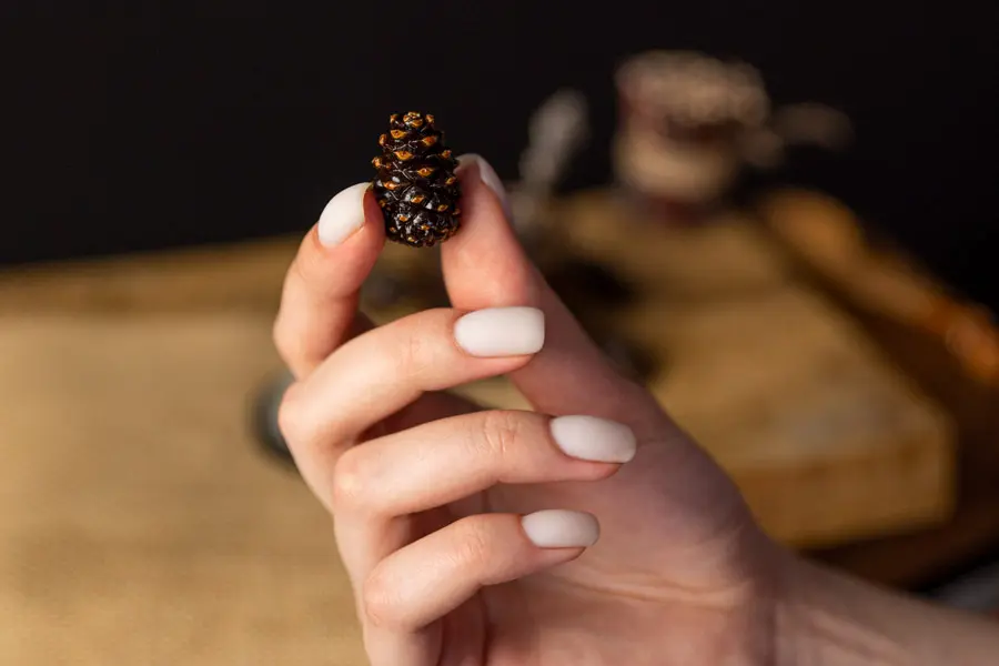 Плоды для варенья из сосновой шишки