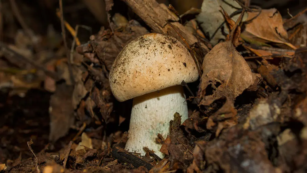 Полубелый гриб