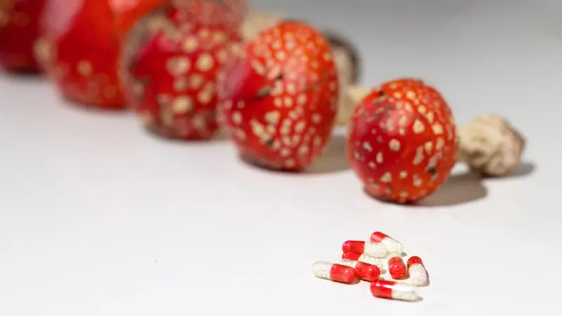 Мухоморы в капсулах