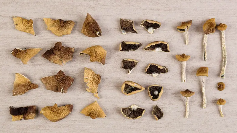 Различные грибы