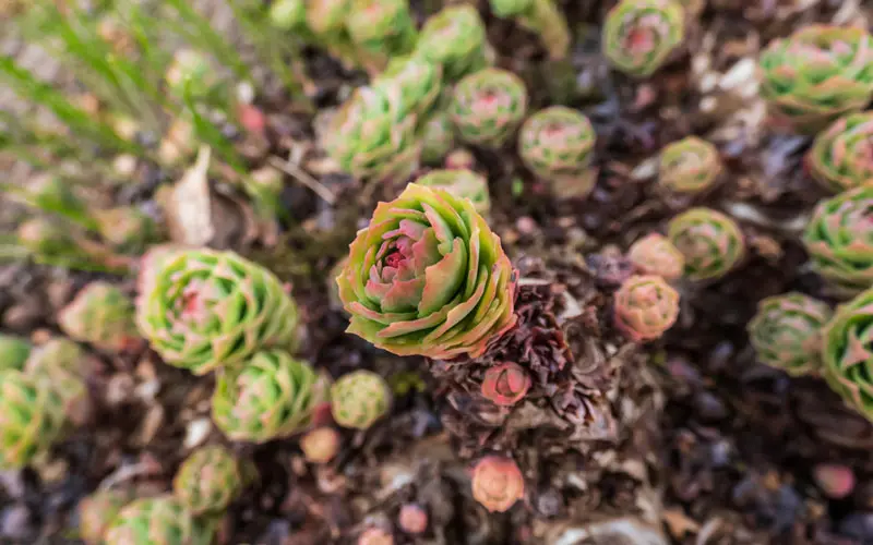 Маленькие ростки Родиолы Розовой