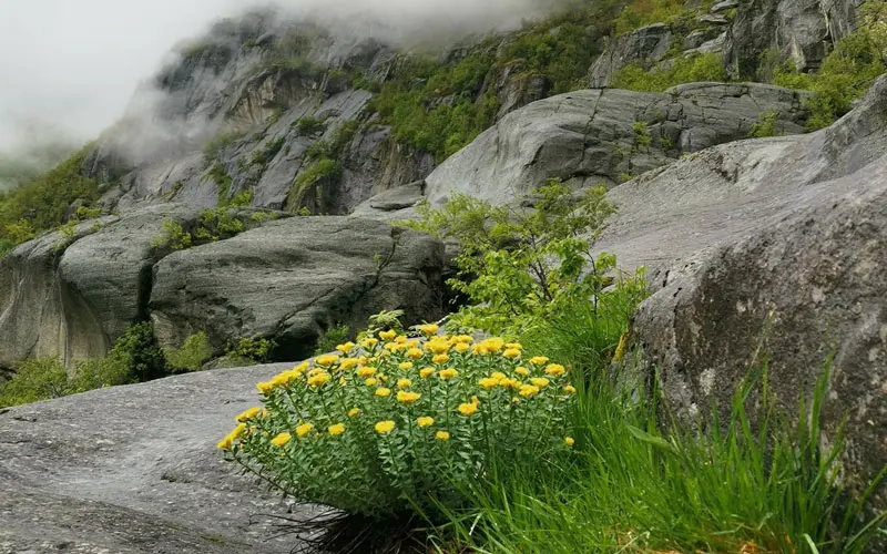 Родиола Розовая в дикой природе