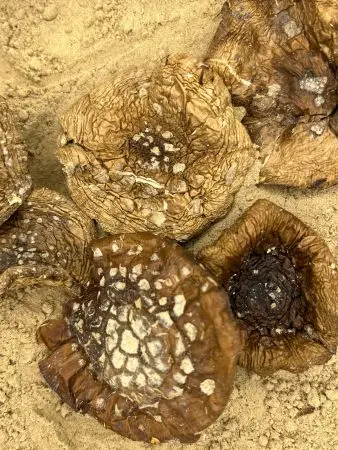 Мухомор Пантерный (Мука из шляпок), 25 г