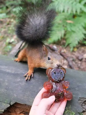 Мармелад сосновый "Мишка" на пектине с сосновой шишкой, 90 г